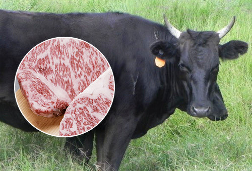 Raza Wagyu